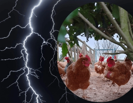 visuel Poule Toujours II .png